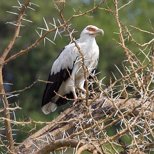 Palmnut Vulture