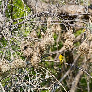 Weaver and nests