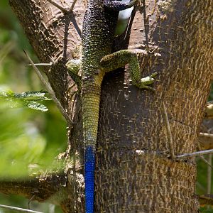 Blue-headed Tree Agama
