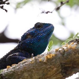 Blue-headed Tree Agama