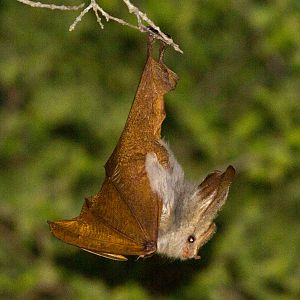 Yellow-winged Bat