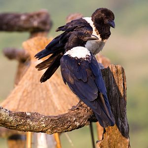 Pied Crow