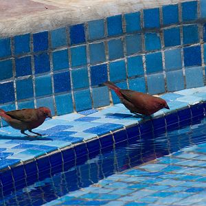 Red-billed Firefinch