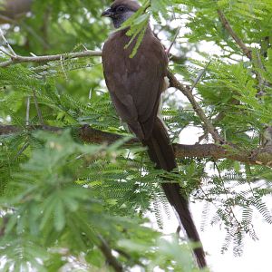 Speckled Mousebird