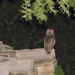 African Scops Owl