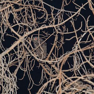 African Scops Owl