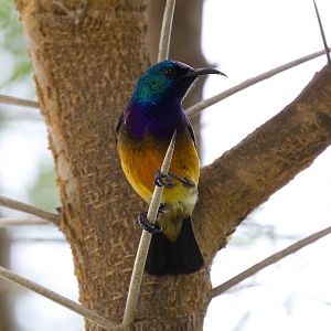 Variable Sunbird