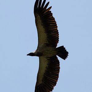 Whitebacked Vulture