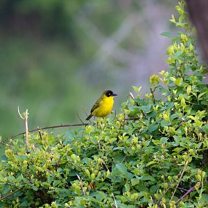 Baglafecht Weaver