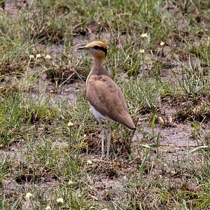 Temmincks Courser