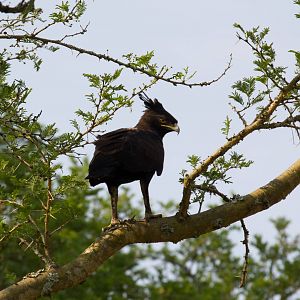 Long Crested Eagle