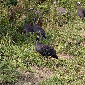 Helmeted Guineafowl