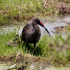 Hadada Ibis