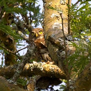 Pearl-spotted Owlet