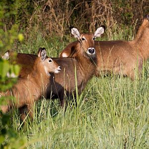 Waterbuck