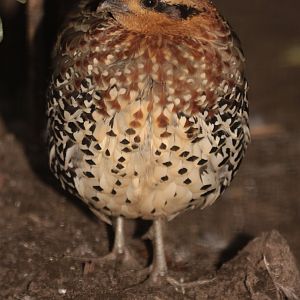 Mountain Bamboo Partridge (Bambusicola fytchii)