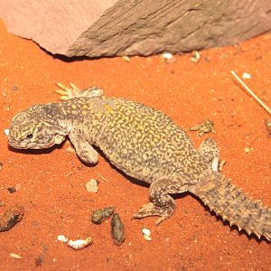 Moroccan Spiny-tailed Lizard  (Uromastyx acanthinurus nigriventris)