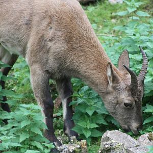 West Caucasian Tur, 27th September 2013