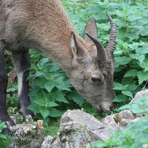 West Caucasian Tur, 27th September 2013