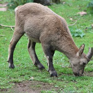 West Caucasian Tur, 27th September 2013