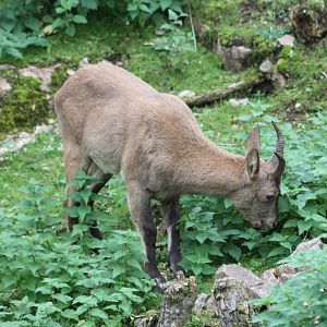West Caucasian Tur, 27th September 2013