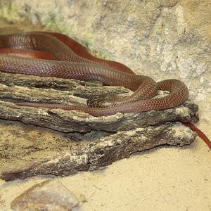 Red Spitting Cobra (Naja pallida)
