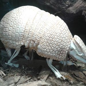 Armadillo skeleton
