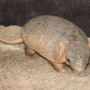 Armadillo ID
