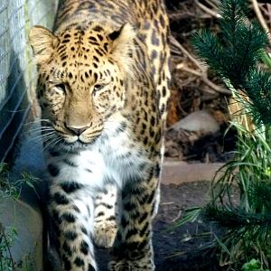Male Amur Leopard