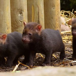 Bush Dog Babies!