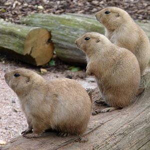Prarie Dogs