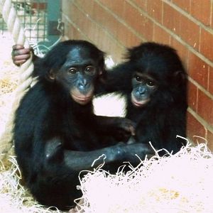 Bonobos