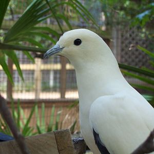 Ducula bicolor, Pied Imperial-Pigeon