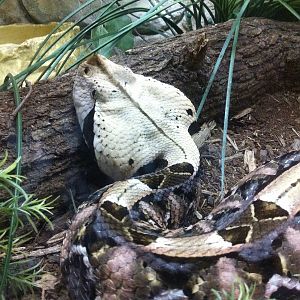 Bitis gabonica, Gabon Viper
