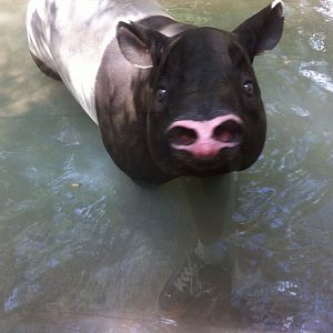 Tapirus indicus, Malayan Tapir