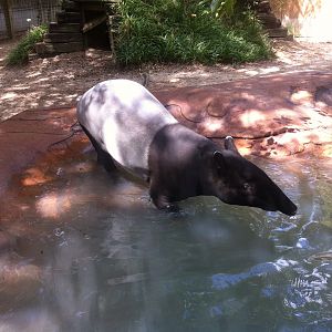 Tapirus indicus, Malayan Tapir