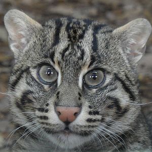 Fishing cat/Prionailurus viverrinus