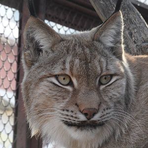 Eurasian lynx/Lynx lynx
