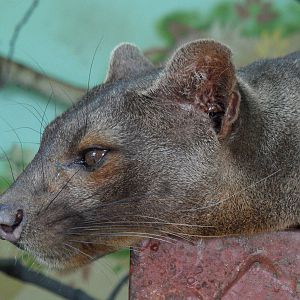 Fossa/Cryptoprocta ferox