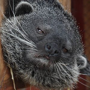Binturong/Arctictis binturong