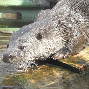 Eurasian otter/Lutra lutra