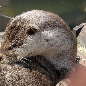Eurasian otter grooming, male