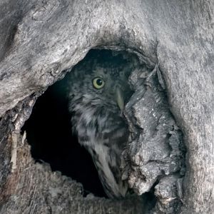 Glaucidium passerinum