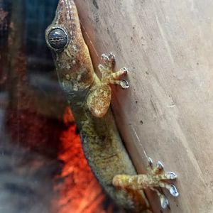 Gekko petricolus