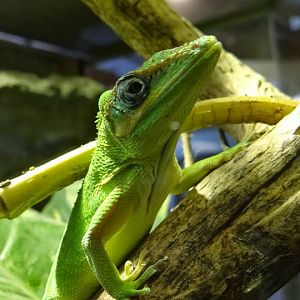 Anolis equestris