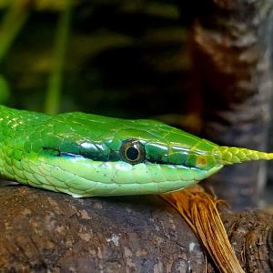 Rhynchophis boulangeri