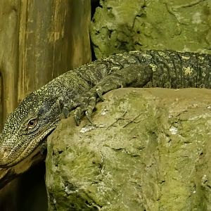 Varanus salvadorii