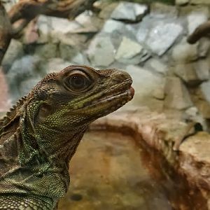 Hydrosaurus pustulatus