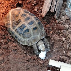 Indotestudo elognata