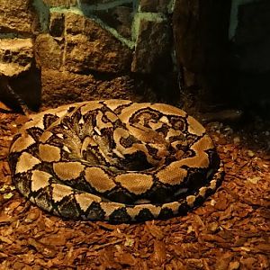 Python reticulatus